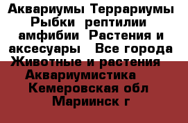 Аквариумы.Террариумы.Рыбки, рептилии, амфибии. Растения и аксесуары - Все города Животные и растения » Аквариумистика   . Кемеровская обл.,Мариинск г.